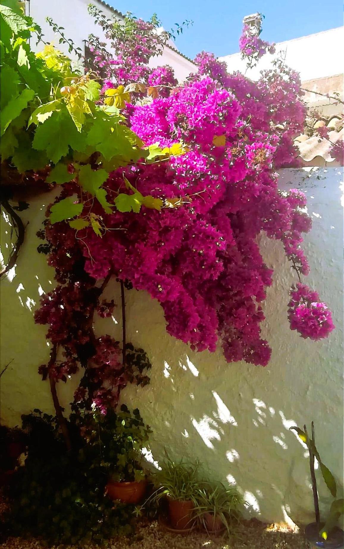 Casa Shyshka Country Cottage Periana Εξωτερικό φωτογραφία